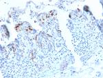 CD209/DC-SIGN (Pathogen Receptor on Dendritic Cells) Antibody in Immunohistochemistry (Paraffin) (IHC (P))