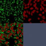 HIF1 alpha (Hypoxia-Inducible Factor 1-alpha) Antibody in Immunocytochemistry (ICC/IF)