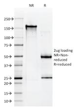 HLA-A (MHC I) Antibody in SDS-PAGE (SDS-PAGE)