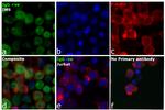 Human IgG, IgM, IgA (H+L) Secondary Antibody in Immunocytochemistry (ICC/IF)