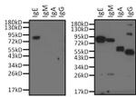 Human IgG, IgM, IgA (H+L) Secondary Antibody in Western Blot (WB)