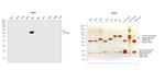 Human IgA (Heavy chain) Secondary Antibody in Western Blot (WB)