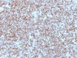 HLA-DP/-DR (MHC II) Antibody in Immunohistochemistry (Paraffin) (IHC (P))