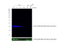 Rabbit IgG Fc Secondary Antibody in Western Blot (WB)