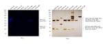 Rabbit IgG Fc Secondary Antibody in Western Blot (WB)