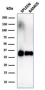 HLA-DR (MHC II) Antibody in Western Blot (WB)