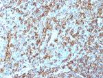 HLA-DRB (MHC II) Antibody in Immunohistochemistry (Paraffin) (IHC (P))