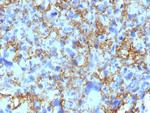 HLA-DRB (MHC II) Antibody in Immunohistochemistry (Paraffin) (IHC (P))