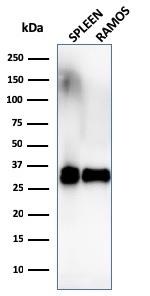 HLA-DRB (MHC II) Antibody in Western Blot (WB)