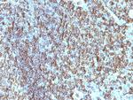 HLA-DRB (MHC II) Antibody in Immunohistochemistry (Paraffin) (IHC (P))