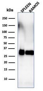 HLA-DRB (MHC II) Antibody in Western Blot (WB)