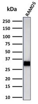 HLA-DRB (MHC II) Antibody in Western Blot (WB)