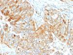 HLA-DRB (MHC II) Antibody in Immunohistochemistry (Paraffin) (IHC (P))