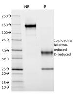 HLA-DRB (MHC II) Antibody in SDS-PAGE (SDS-PAGE)