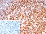 HLA-DRB (MHC II) Antibody in Immunohistochemistry (Paraffin) (IHC (P))