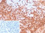 HLA-DRB (MHC II) Antibody in Immunohistochemistry (Paraffin) (IHC (P))