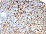 HLA-DRB (MHC II) Antibody in Immunohistochemistry (Paraffin) (IHC (P))