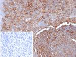 HLA-G (Major Histocompatibility Complex, class I, G) Antibody in Immunohistochemistry (Paraffin) (IHC (P))