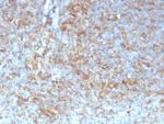 HLA-G (Major Histocompatibility Complex, class I, G) Antibody in Immunohistochemistry (Paraffin) (IHC (P))