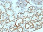 MR1/Major histocompatibility complex, class I-related Antibody in Immunohistochemistry (Paraffin) (IHC (P))