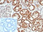 MR1/Major histocompatibility complex, class I-related Antibody in Immunohistochemistry (Paraffin) (IHC (P))