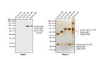 Goat IgG F(ab')2 Secondary Antibody in Western Blot (WB)