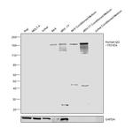 Human IgG (H+L) Secondary Antibody in Western Blot (WB)