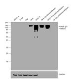 Human IgG Fc Cross-Adsorbed Secondary Antibody