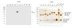 Human IgA (Heavy chain) Secondary Antibody in Western Blot (WB)