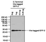 Mouse IgG Fc Cross-Adsorbed Secondary Antibody in Western Blot (WB)