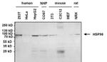 Mouse IgG, IgM (H+L) Cross-Adsorbed Secondary Antibody in Western Blot (WB)