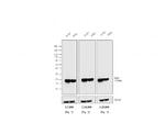 Mouse IgG, IgM (H+L) Cross-Adsorbed Secondary Antibody in Western Blot (WB)