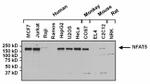 Rabbit IgG (H+L) Secondary Antibody in Western Blot (WB)