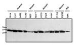 Rabbit IgG (H+L) Secondary Antibody in Western Blot (WB)