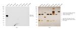 Rabbit IgG (H+L) Cross-Adsorbed Secondary Antibody