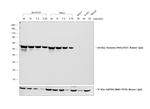 Rabbit IgG (H+L) Cross-Adsorbed Secondary Antibody in Western Blot (WB)