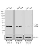 Rabbit IgG (H+L) Cross-Adsorbed Secondary Antibody in Western Blot (WB)