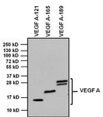 Rabbit IgG (H+L) Secondary Antibody in Western Blot (WB)