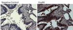 Rabbit IgG (H+L) Secondary Antibody in Immunohistochemistry (Paraffin) (IHC (P))