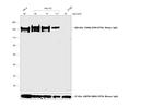 Sheep IgG (H+L) Secondary Antibody in Western Blot (WB)