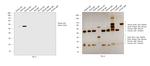 Sheep IgG (H+L) Secondary Antibody in Western Blot (WB)