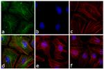 Mouse IgG (H+L) Cross-Adsorbed Secondary Antibody in Immunocytochemistry (ICC/IF)