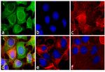 Mouse IgG (H+L) Secondary Antibody in Immunocytochemistry (ICC/IF)