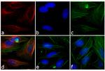 Mouse IgG Fc Secondary Antibody in Immunocytochemistry (ICC/IF)