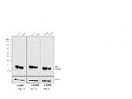 Mouse IgG (H+L) Secondary Antibody in Western Blot (WB)