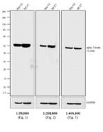 Rat IgG (H+L) Secondary Antibody in Western Blot (WB)