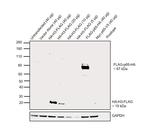 HA Tag Antibody