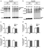 GluR2 Antibody in Western Blot (WB)