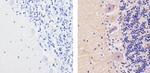 GluR2 Antibody in Immunohistochemistry (Paraffin) (IHC (P))