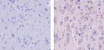 GluR2 Antibody in Immunohistochemistry (Paraffin) (IHC (P))